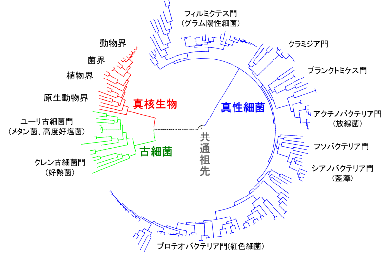 ホモサピエンス